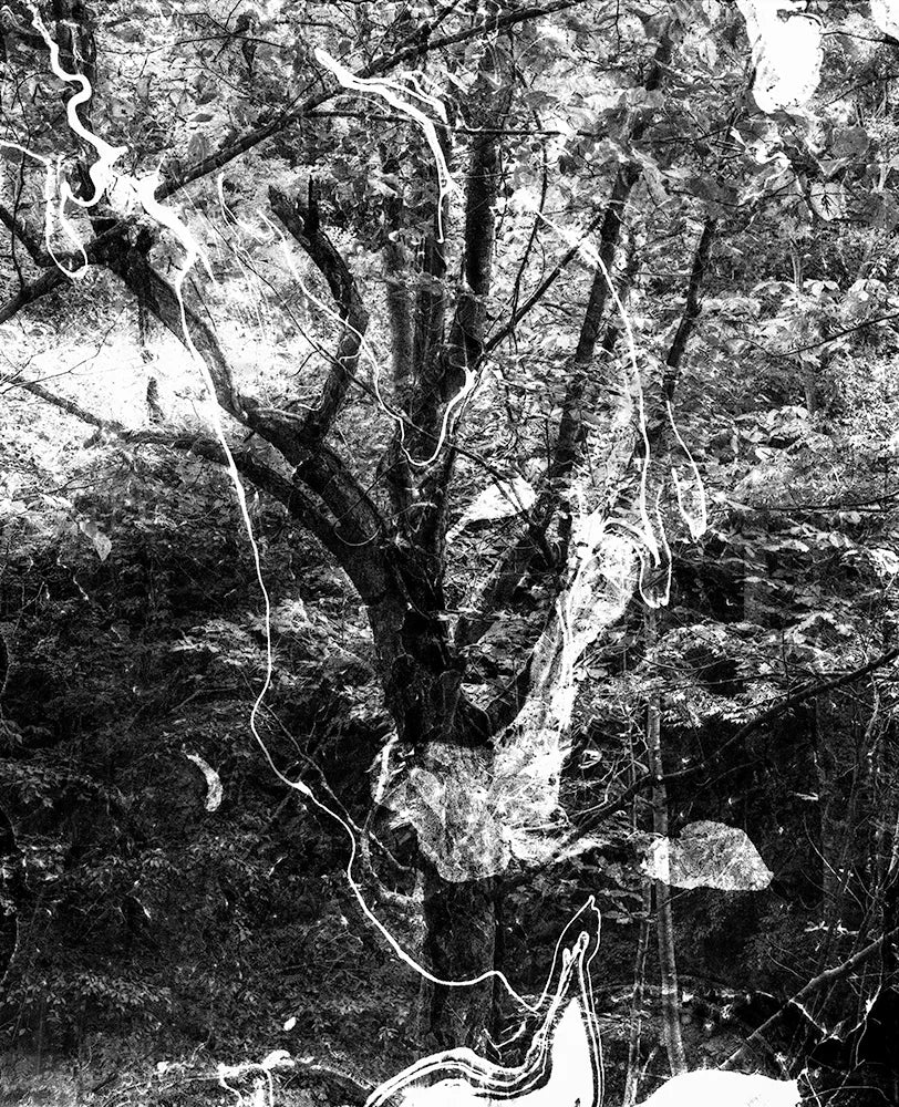 Spirit of Forest 124