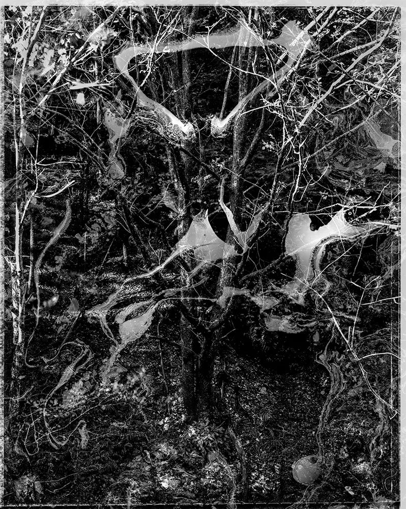 Spirit of Forest 2005