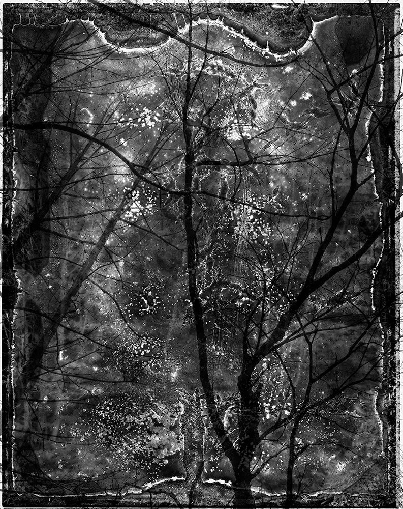 Spirit of Forest 2023