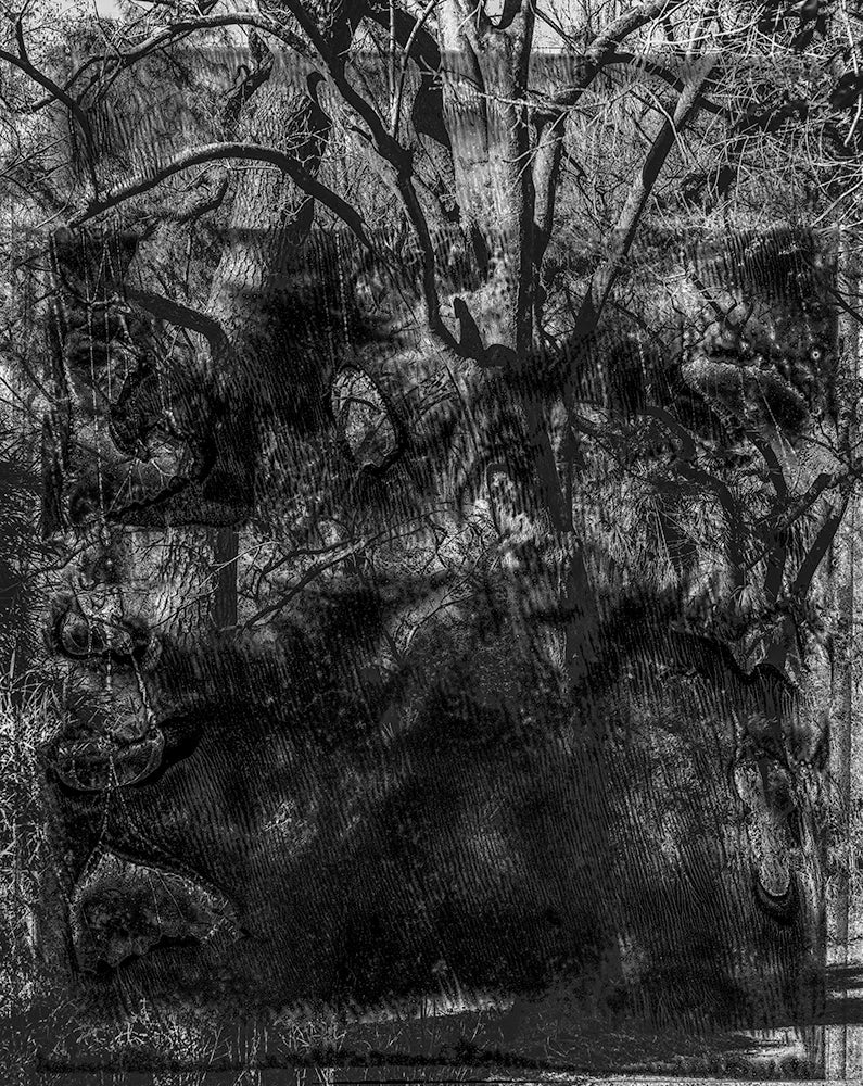 Spirit of Forest 2031