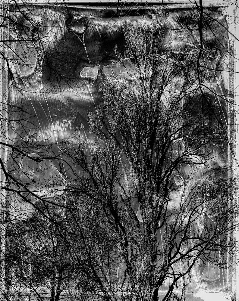 Spirit of Forest 20372