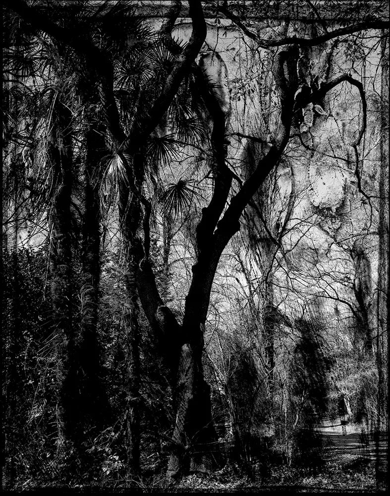 Spirit of Forest 2040