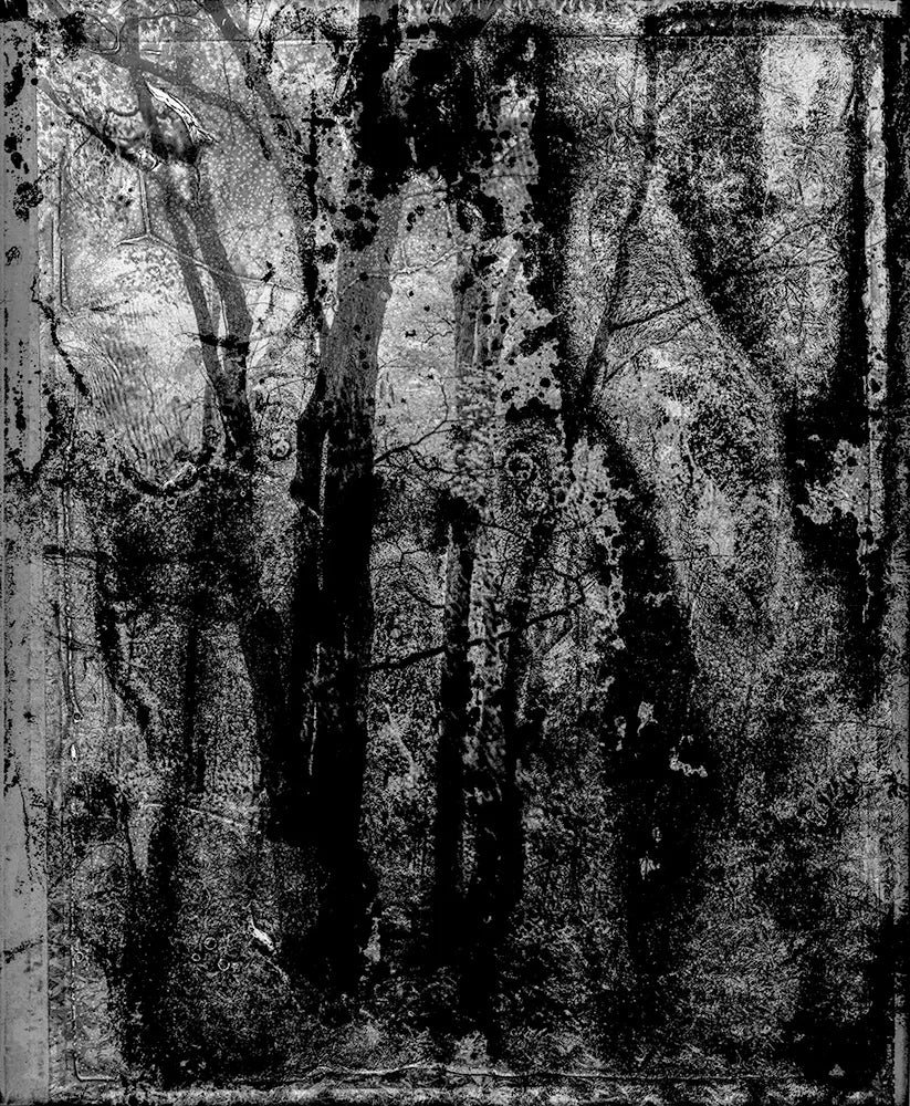Spirit of Forest 23