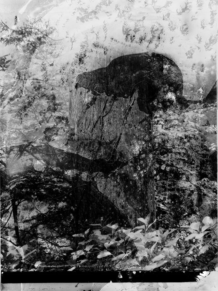 Spirit of Forest 23572352