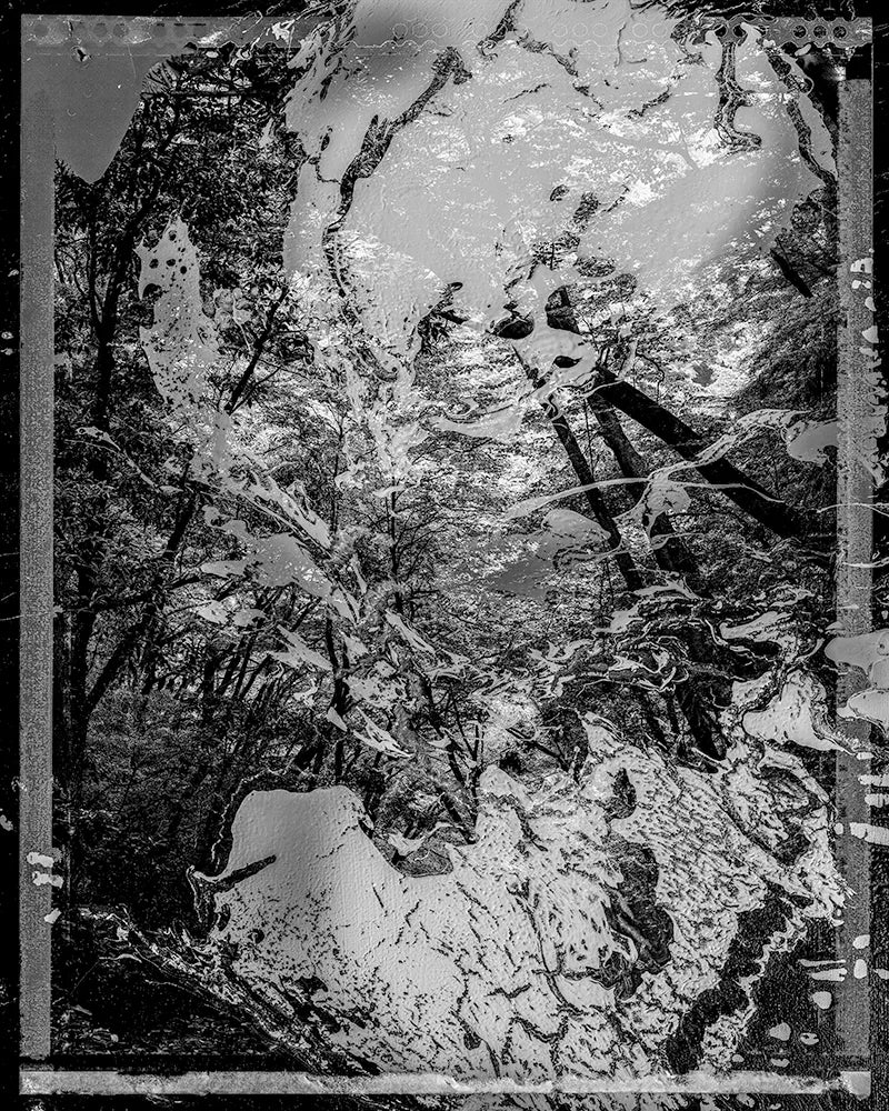 Spirit of Forest 324654_2