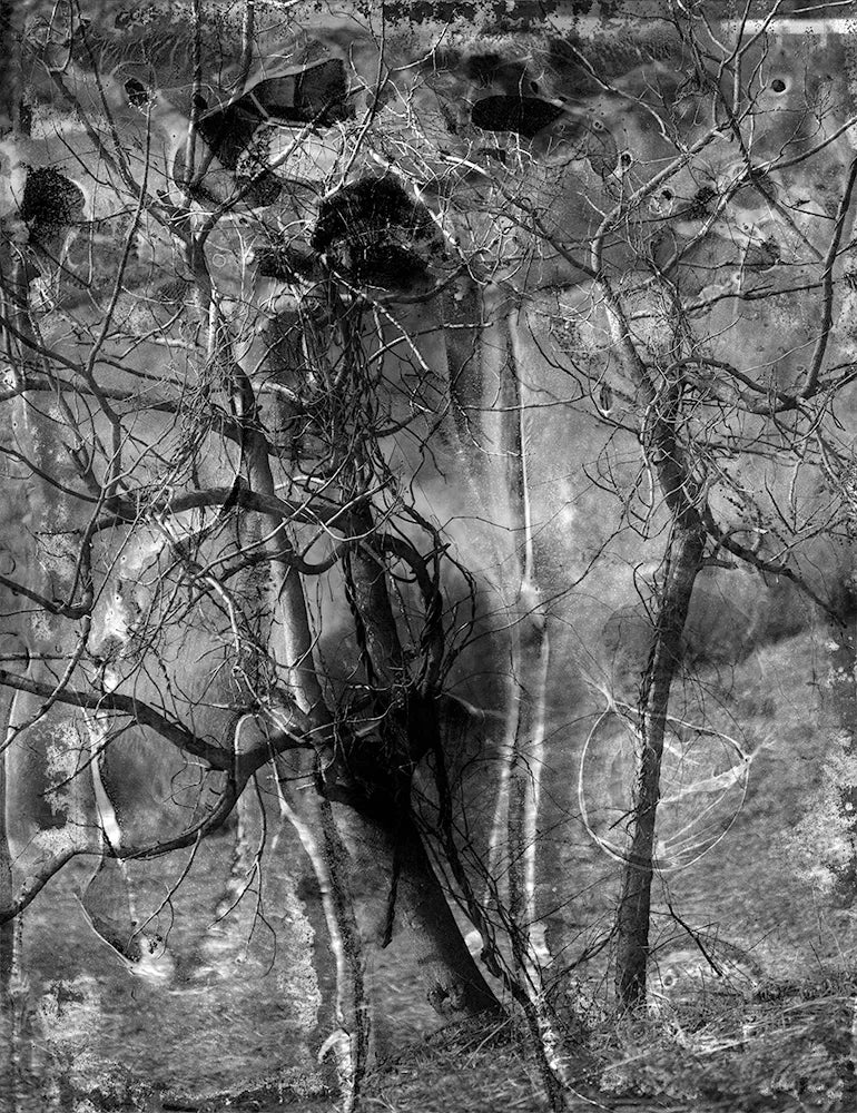 Spirit of Forest 8412