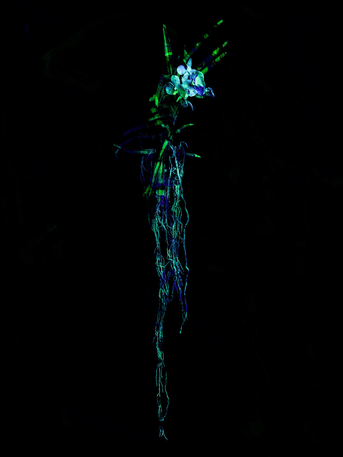 hana22_6899-2 ― 清永安雄「hana」