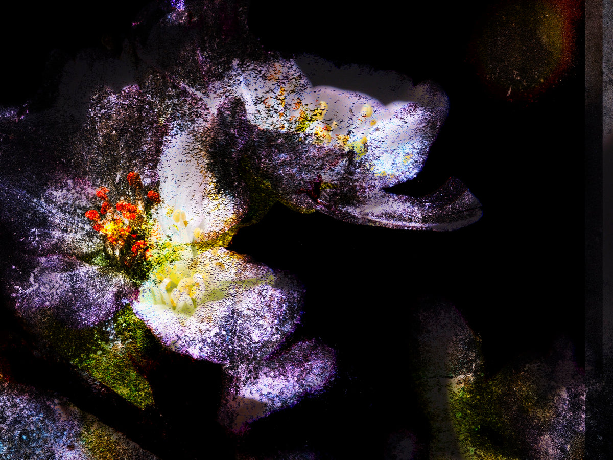 hana55_6131 ― 清永安雄「hana」