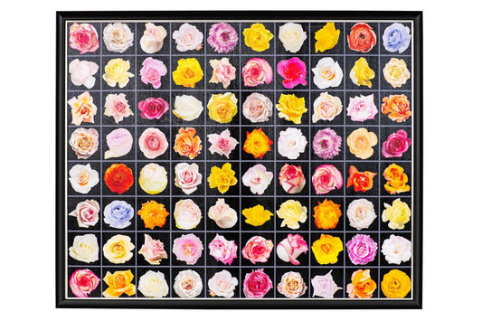 Heavenly Flowers_07_Cb ― 清永安雄「天花」