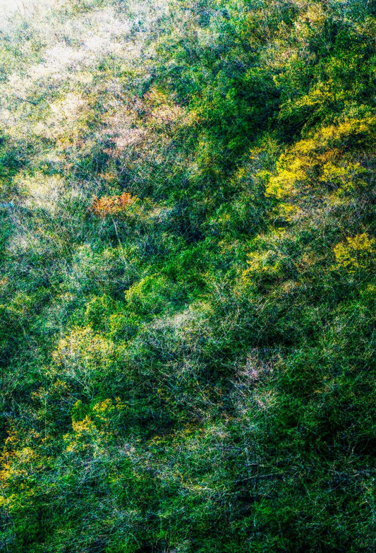 Woods of Strife 03 ― 清永安雄「修羅の森」
