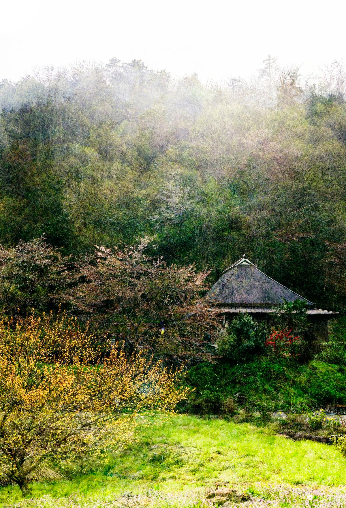 Woods of Strife 06 ― 清永安雄「修羅の森」