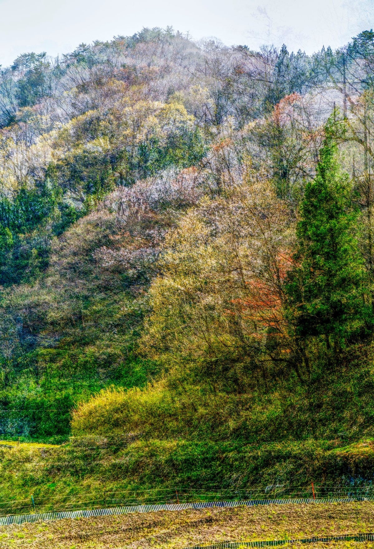 Woods of Strife 07 ― 清永安雄「修羅の森」