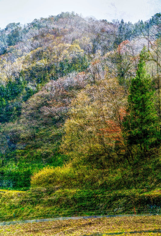 Woods of Strife 07 ― 清永安雄「修羅の森」