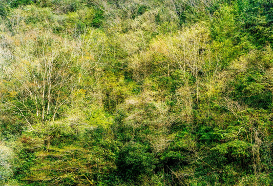 Woods of Strife 11 ― 清永安雄「修羅の森」