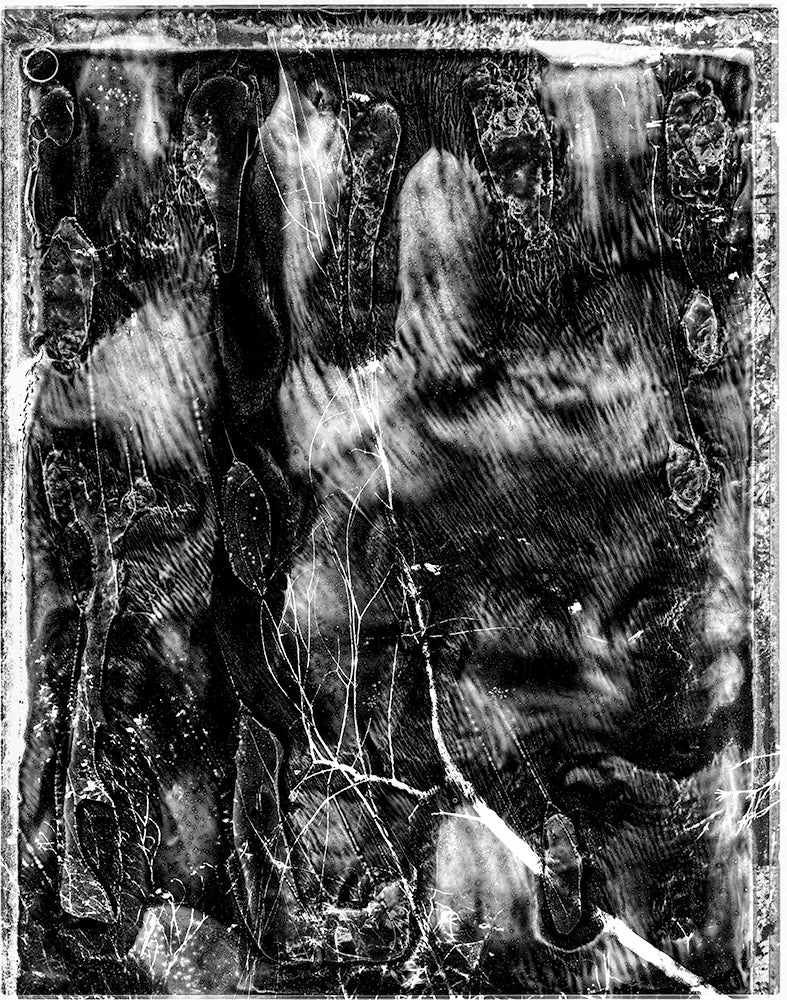 Spirit of Forest 203900