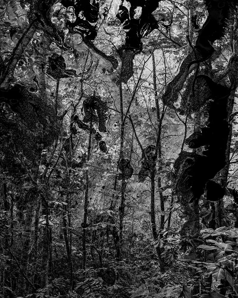 Spirit of Forest 212