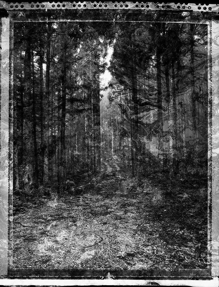 Spirit of Forest 24565