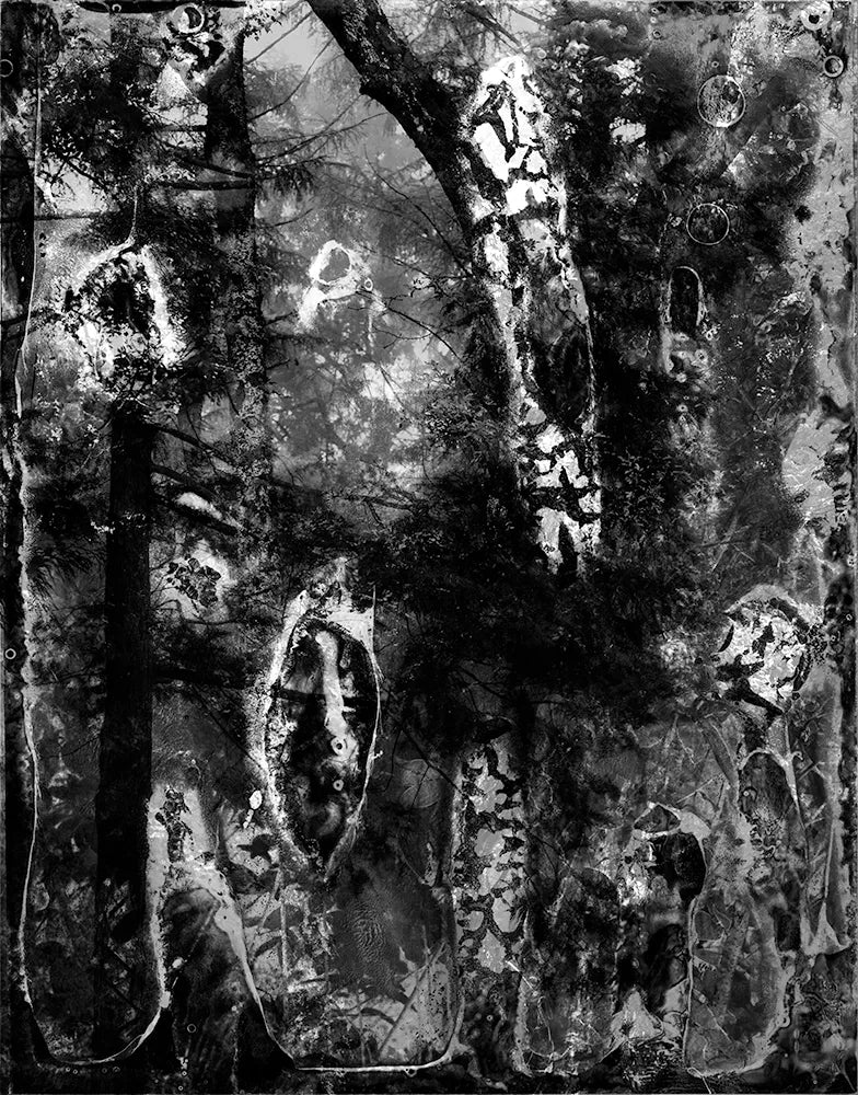 Spirit of Forest 3990