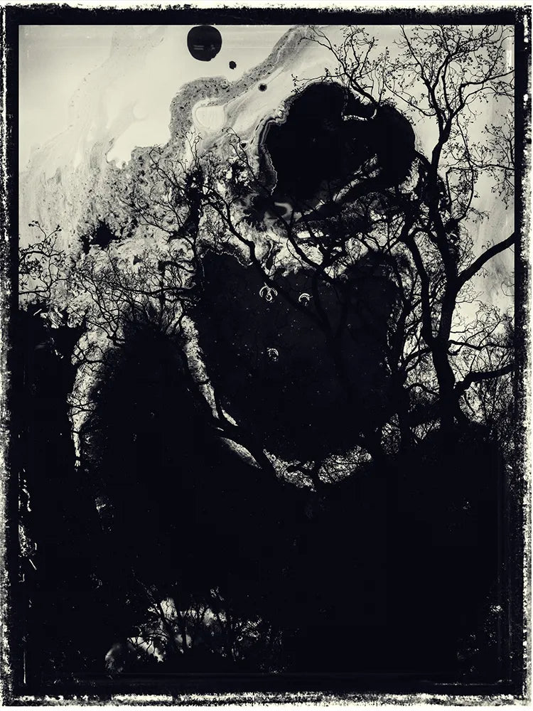 Spirit of Forest 865